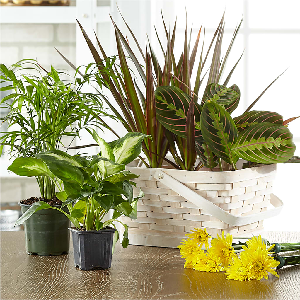 Florist Designed Blooming and Green Plants in a Basket – Facet Flowers, Austin TX