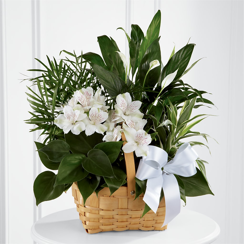 Peace & Serenity Dishgarden – Facet Flowers, Austin TX