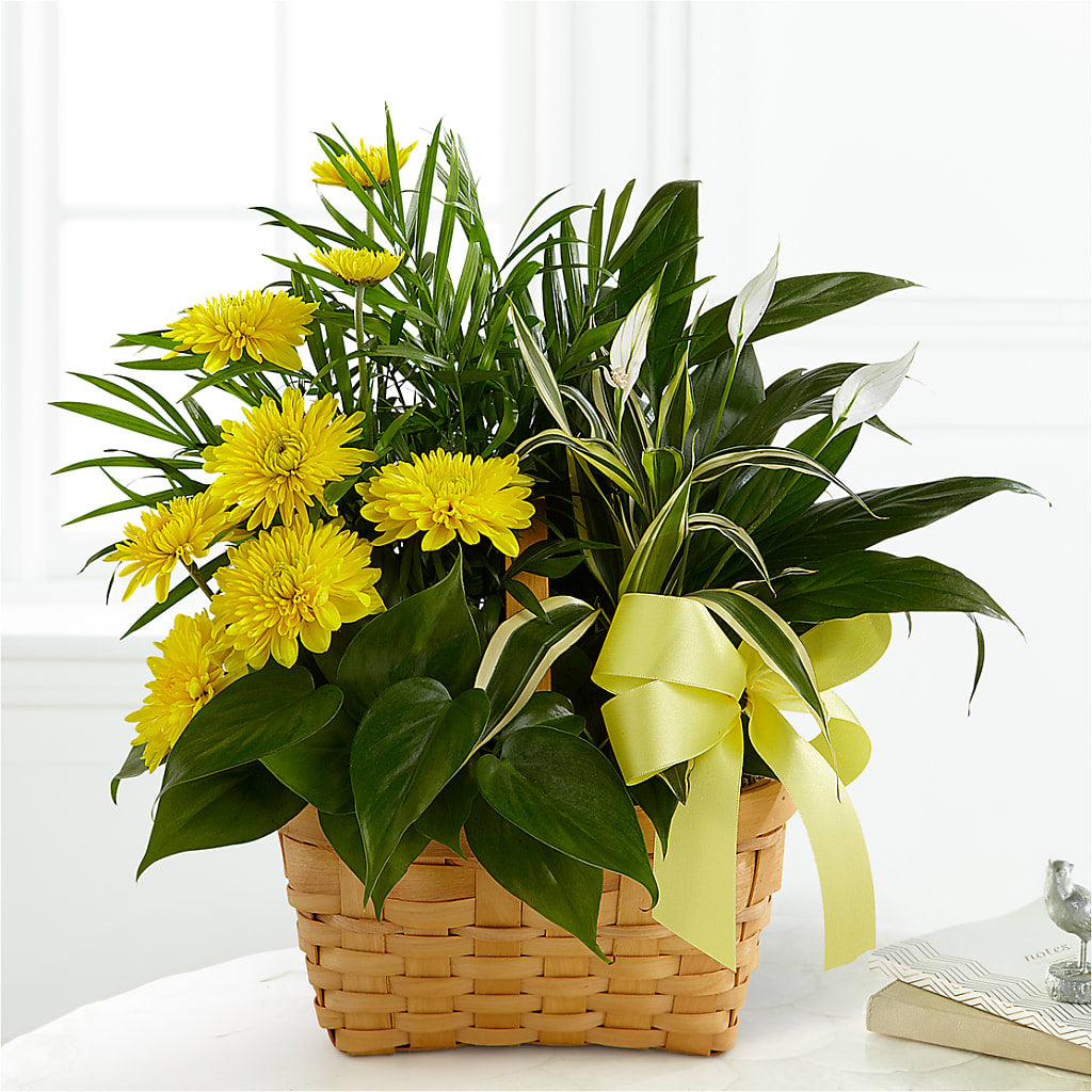 Loving Light Dishgarden – Facet Flowers, Austin TX