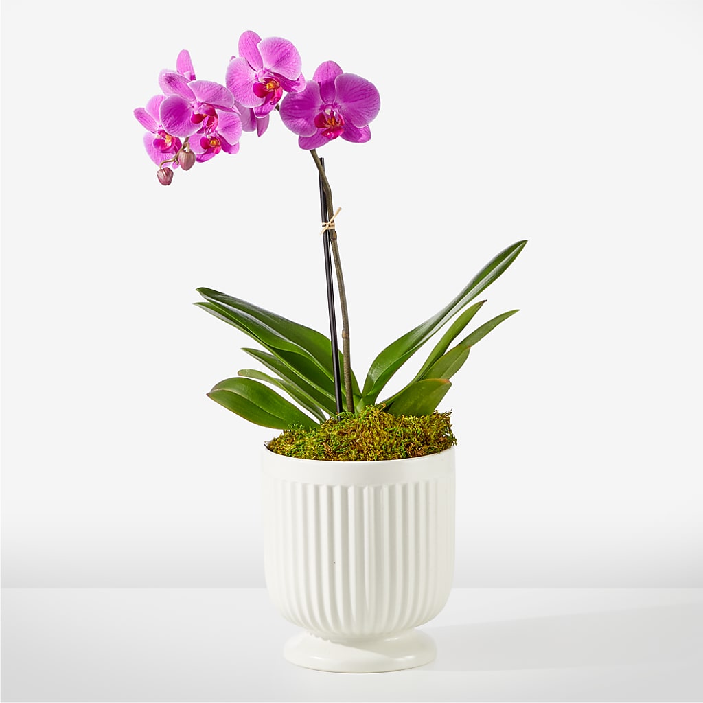 Friendly Fuchsia Orchid – Facet Flowers, Austin TX