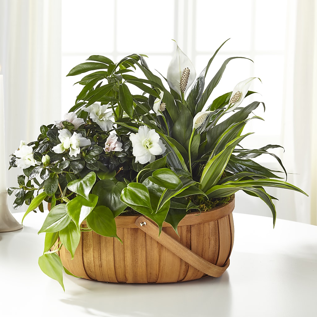Serene Dishgarden – Facet Flowers, Austin TX