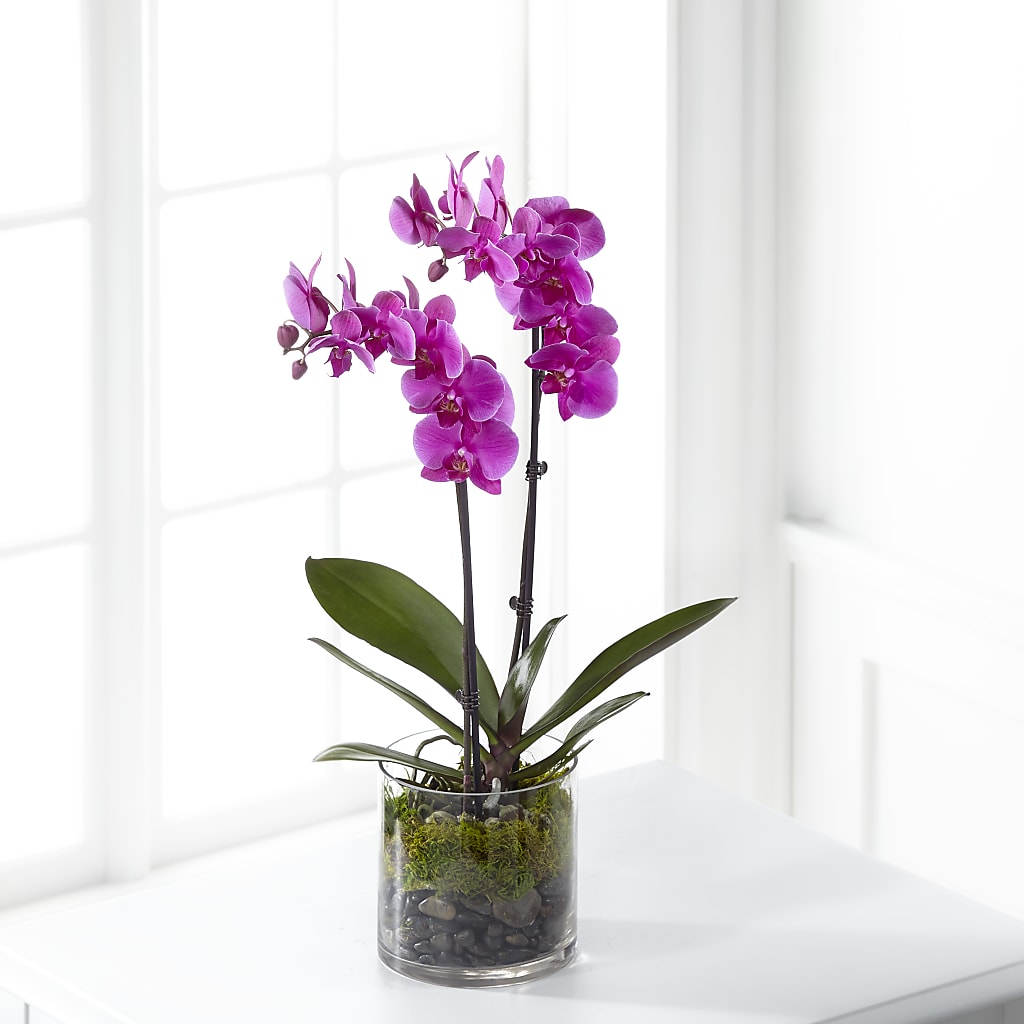 Pink Orchid Plant – Facet Flowers, Austin TX