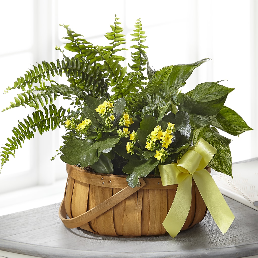 Always Dear Dishgarden – Facet Flowers, Austin TX