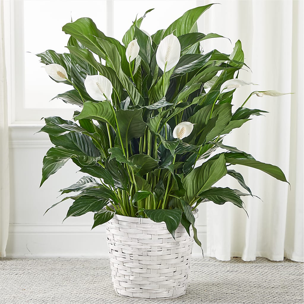 A New Leaf Peace Lily – Facet Flowers, Austin TX