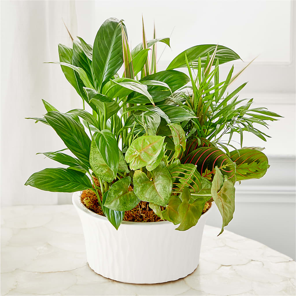 Balance & Harmony Dishgarden – Facet Flowers, Austin TX