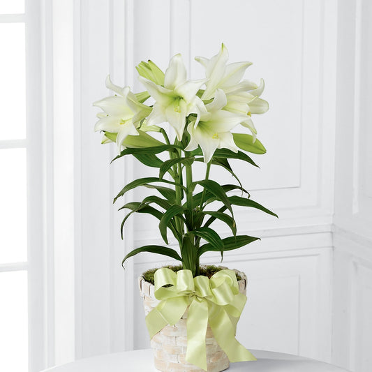 Easter Lily Plant –  Facet Flowers, Austin TX