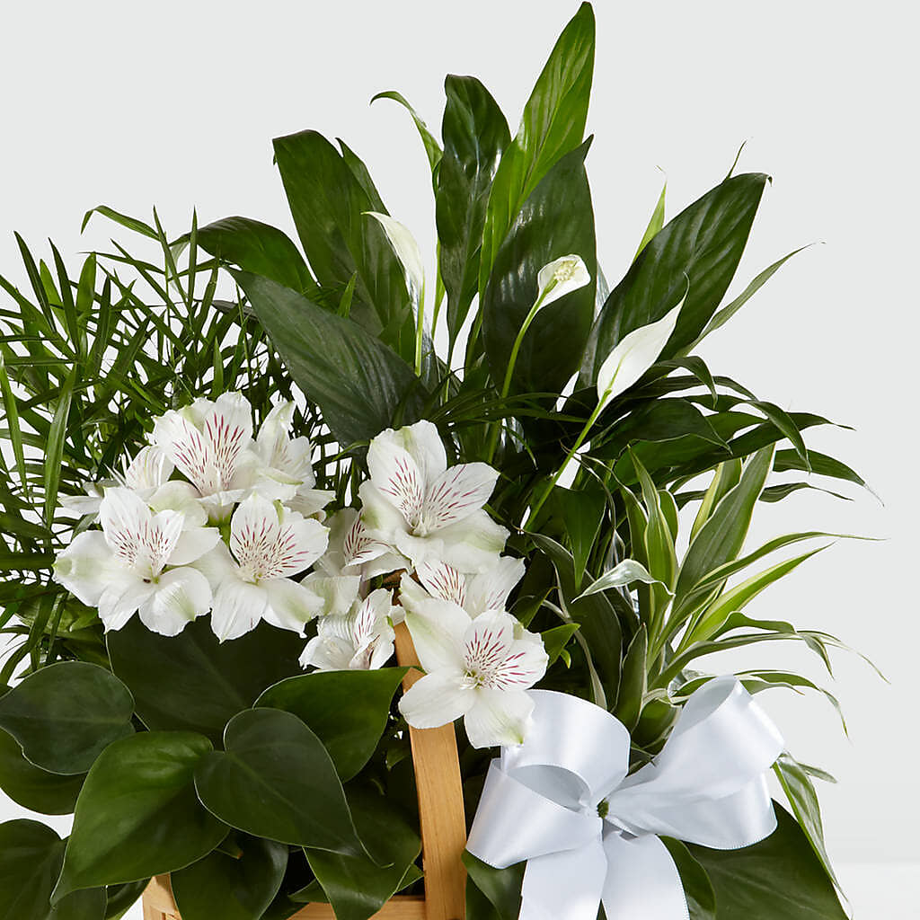 Peace & Serenity Dishgarden –  Facet Flowers, Austin TX