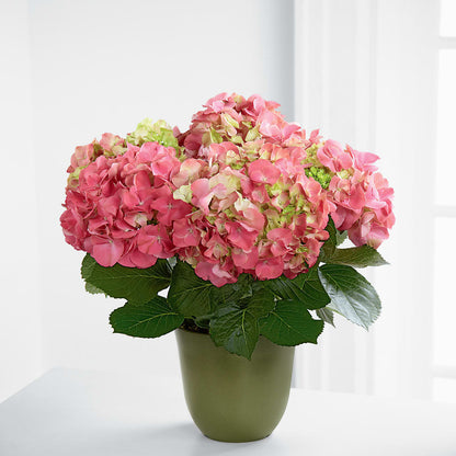 Pink Hydrangea Planter –  Facet Flowers, Austin TX