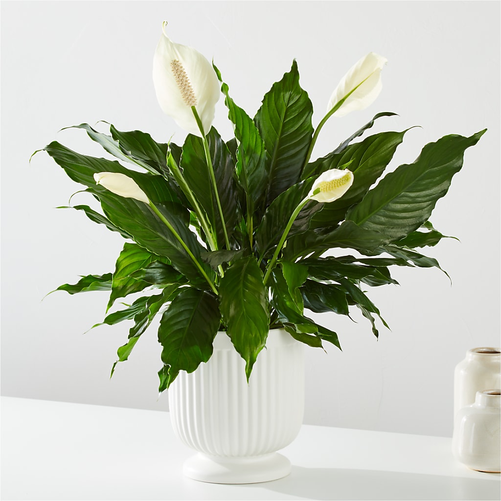 Comfort Planter –  Facet Flowers, Austin TX