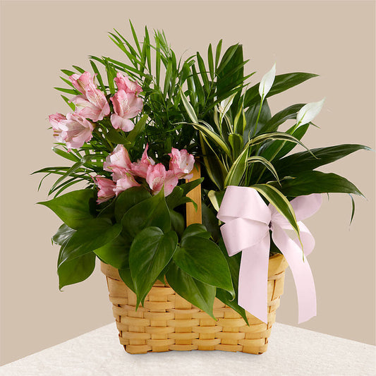 Living Spirit Dishgarden –  Facet Flowers, Austin TX