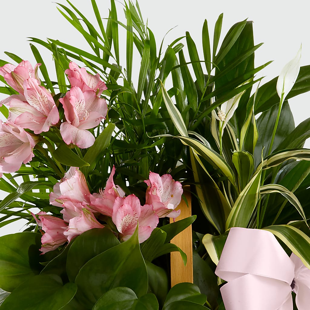Living Spirit Dishgarden –  Facet Flowers, Austin TX