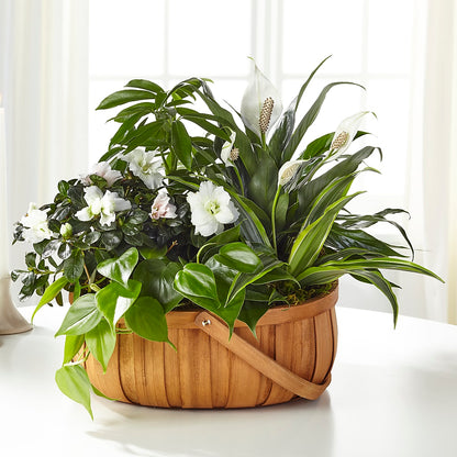 Serene Dishgarden –  Facet Flowers, Austin TX
