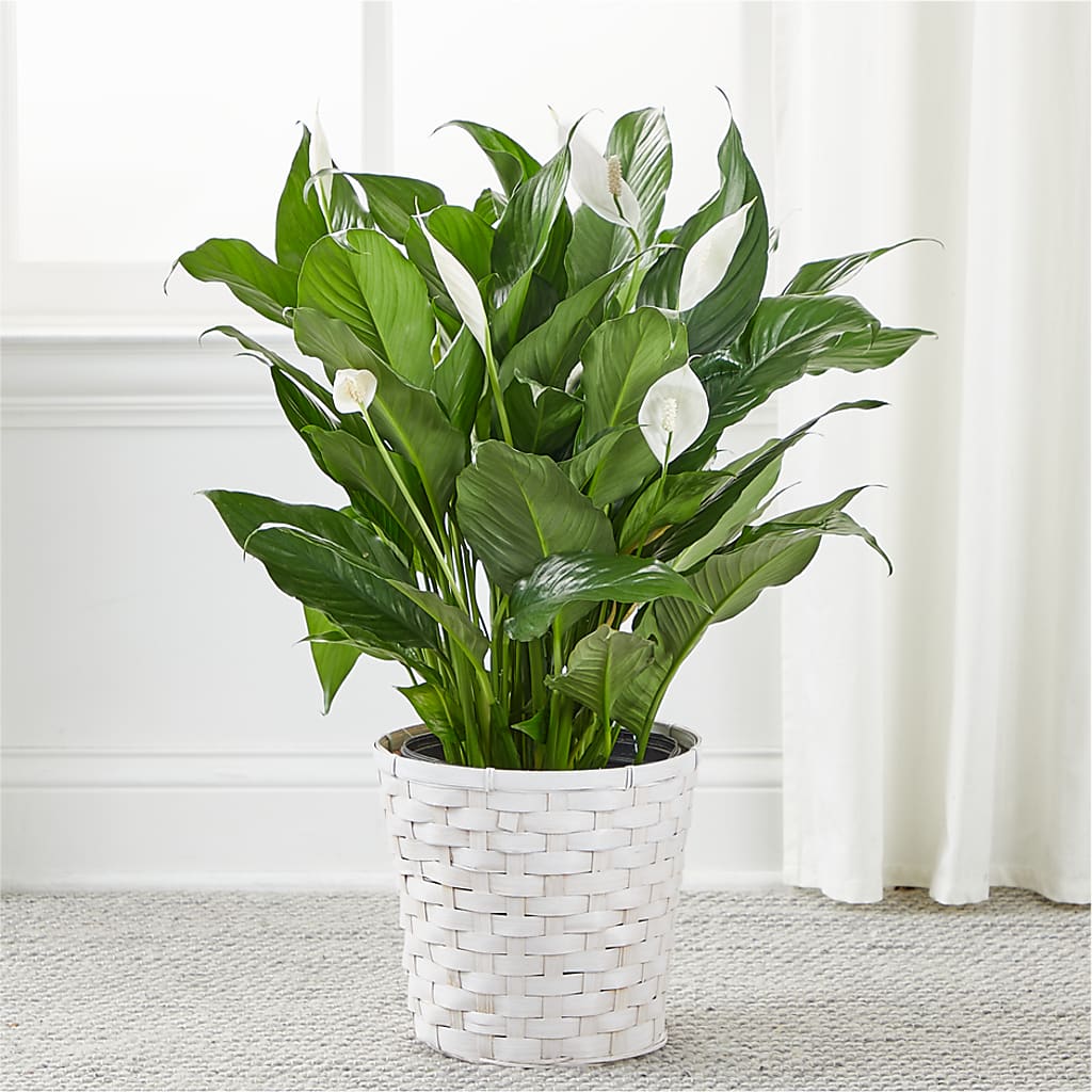 A New Leaf Peace Lily –  Facet Flowers, Austin TX