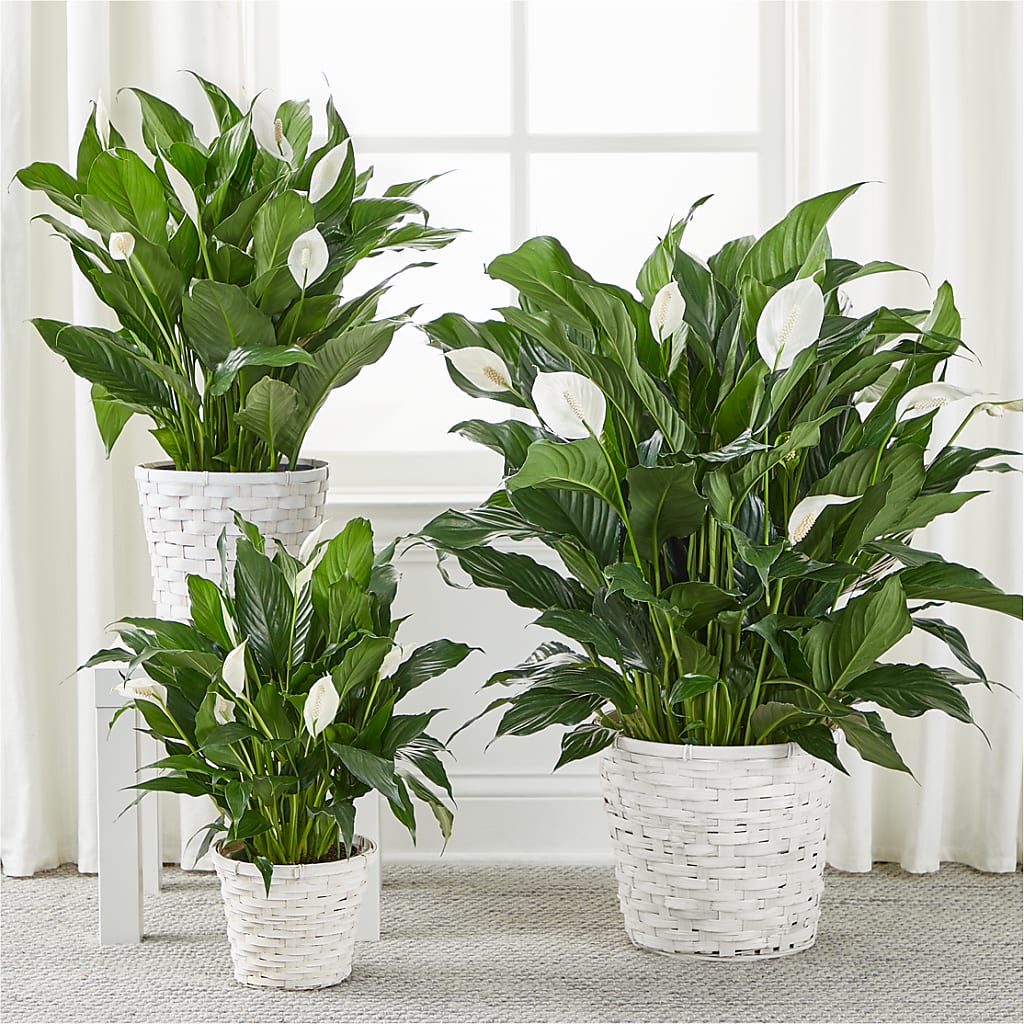 A New Leaf Peace Lily –  Facet Flowers, Austin TX